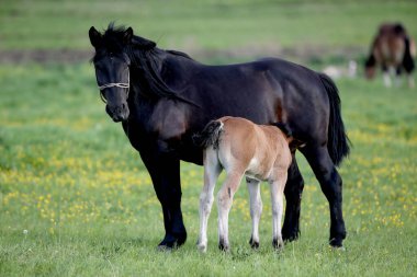 İki at, yeşil çayırda kahverengi tay ve siyah anne.
