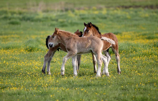 Deux Poulains Bruns Jouent Sur Prairie — Photo