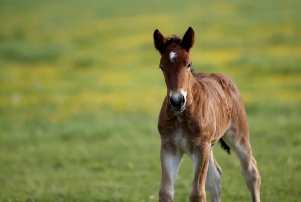 Πορτρέτο Του Καφέ Foal Νέο Άλογο — Φωτογραφία Αρχείου