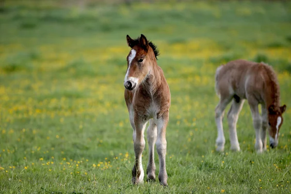 Πορτρέτο Του Καφέ Foal Νέο Άλογο — Φωτογραφία Αρχείου