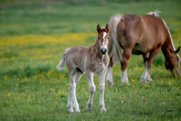 Πορτρέτο Του Καφέ Foal Νέο Άλογο — Φωτογραφία Αρχείου