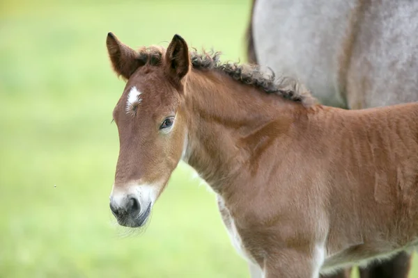 Πορτρέτο Του Καφέ Foal Νέο Άλογο — Φωτογραφία Αρχείου