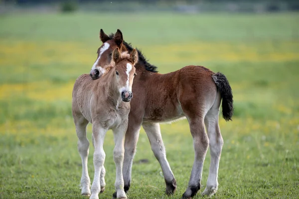 Twee Bruine Veulens Spelen Het Weitje — Stockfoto