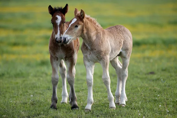 Deux Poulains Bruns Jouent Sur Prairie — Photo