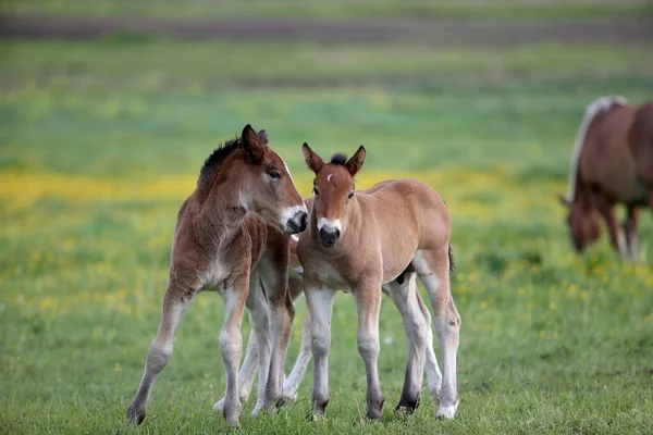 Deux Poulains Bruns Jouent Sur Prairie — Photo