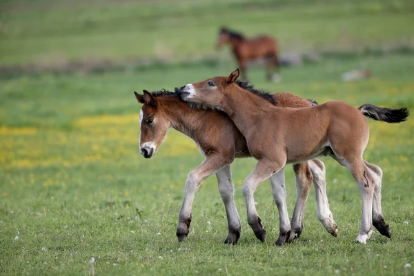 Deux Poulains Bruns Jouent Sur Prairie — Photo