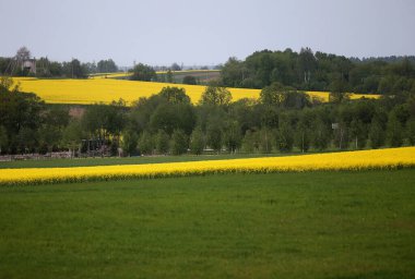 Parlak sarı kanola, colza ya da kolza çiçekleriyle kaplı tarlalar ve tepeler. Colza 'nın renkli çiçek tarlası. Litvanya