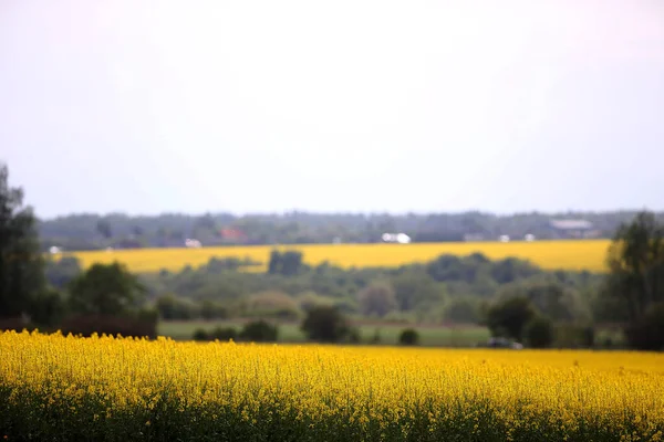 Parlak Sarı Kanola Colza Kolza Çiçekleriyle Kaplı Tarlalar Tepeler Colza — Stok fotoğraf