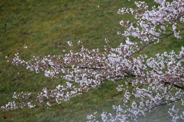 İlkbahar Sakura Kiraz Çiçeği. Pembe sakura çiçekleri. Kaunas, Litvanya
