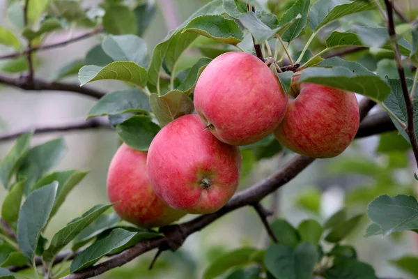 Tasty Apples Harvest Lithuania — Stock Photo, Image