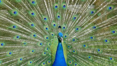 Erkek tavus kuşu. Açık tüy kuyruğu. Pavo Cristatus. Meksika