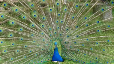 Erkek tavus kuşu. Açık tüy kuyruğu. Pavo Cristatus. Meksika