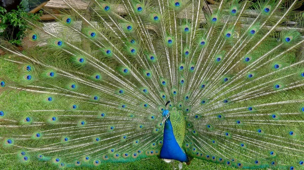 Páví Samec Otevřený Ocas Pavo Cristatus Mexiko — Stock fotografie