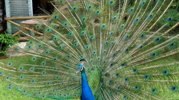 Pássaro Pavão Macho Cauda Penas Abertas Pavo Cristatus México — Fotografia de Stock