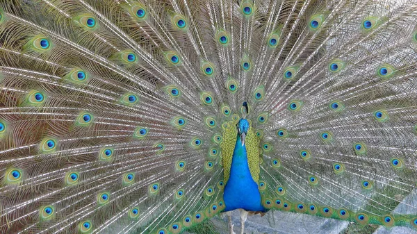 Pássaro Pavão Macho Cauda Penas Abertas Pavo Cristatus México — Fotografia de Stock