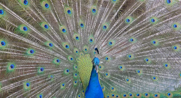 Male Peacock Bird Open Feathers Tail Pavo Cristatus Mexico — Stock Photo, Image