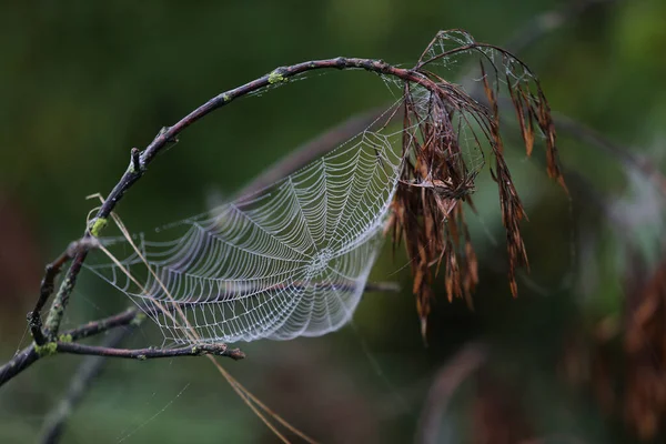 Teia Aranha Decorada Com Pérolas Água Chuva Contra Fundo Verde — Fotografia de Stock