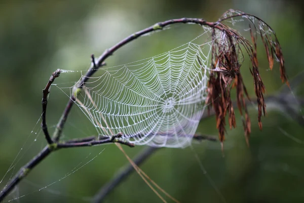 Spindelväv Dekorerad Med Pärlor Regnvatten Mot Suddig Grön Bakgrund — Stockfoto