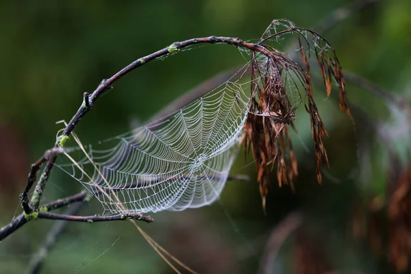 Ιστός Αράχνης Διακοσμημένος Μαργαριτάρια Από Βρόχινο Νερό Ένα Θολό Πράσινο — Φωτογραφία Αρχείου
