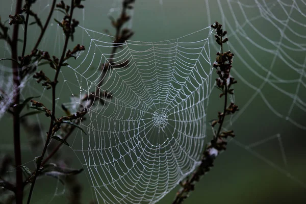 Spinnennetz Mit Regenwasserperlen Vor Verschwommenem Grünem Hintergrund — Stockfoto