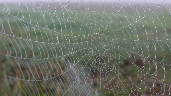 Toile Araignée Ornée Perles Eau Pluie Sur Fond Vert Flou — Photo