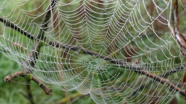 Spinnennetz Mit Regenwasserperlen Vor Verschwommenem Grünem Hintergrund — Stockfoto