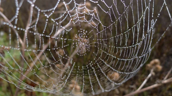Spinnennetz Mit Regenwasserperlen Vor Verschwommenem Grünem Hintergrund — Stockfoto