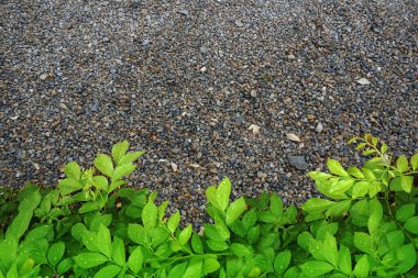 Taze yapraklı çakıl taşı arka planı.