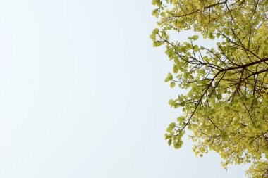 Arka planda bahar günü taze Pho yaprağı.