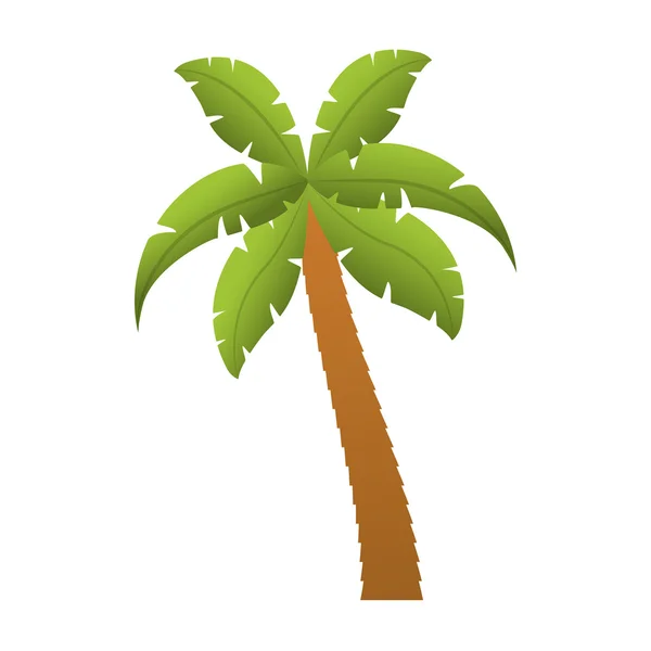 Palm trópusi fa elszigetelt ikon — Stock Vector