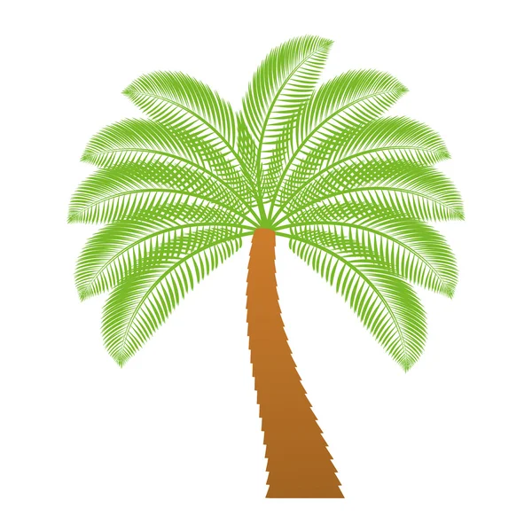 Palm tropical tree isolated icon — Stock Vector