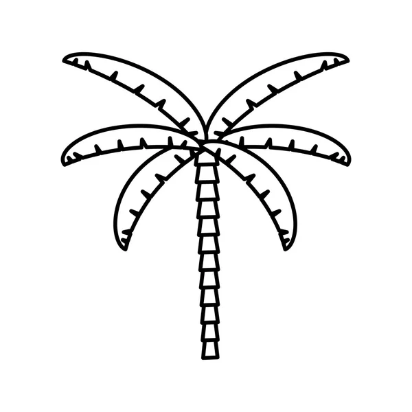 Palma árvore tropical ícone isolado —  Vetores de Stock