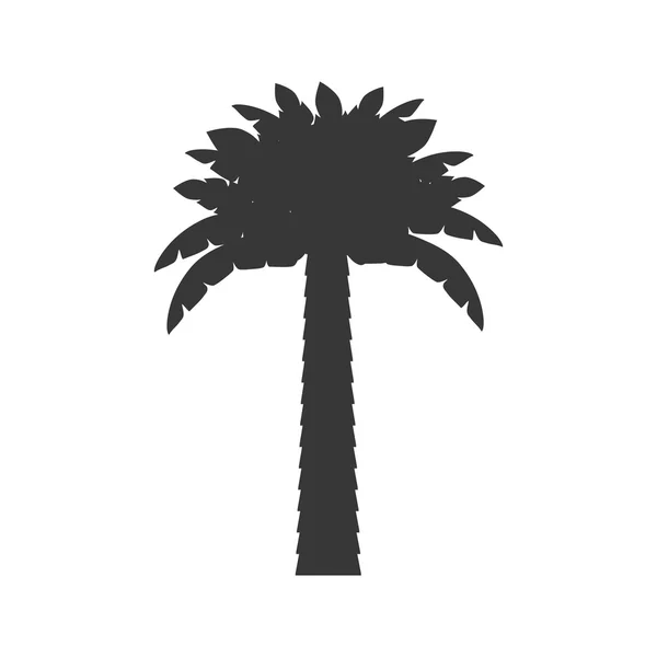 Palm tropische boom geïsoleerd pictogram — Stockvector