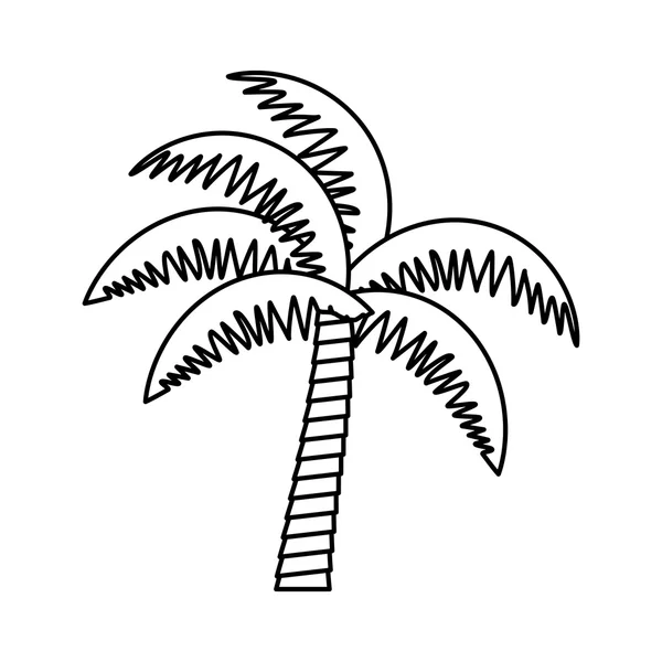 Пальма тропічне дерево ізольована ікона — стоковий вектор