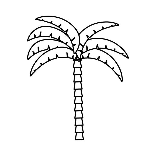 Palm tropical tree isolated icon — Stock Vector
