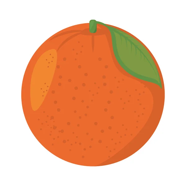 Apelsincitrusfrukt isolerad ikon — Stock vektor