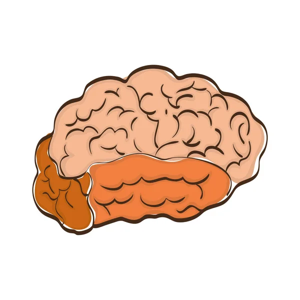 Cerveau humain esprit — Image vectorielle