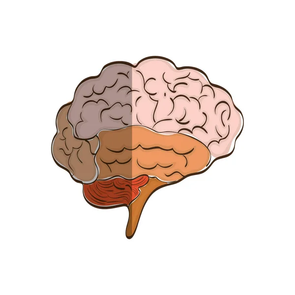 인간의 두뇌 마음 — 스톡 벡터