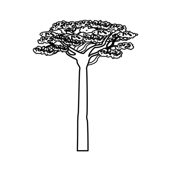 Árbol de acacia de África — Archivo Imágenes Vectoriales