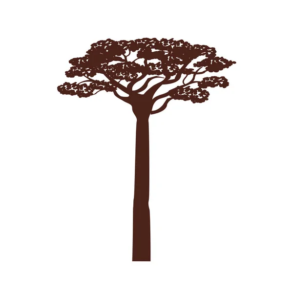 Afrikanischer Akazienbaum — Stockvektor