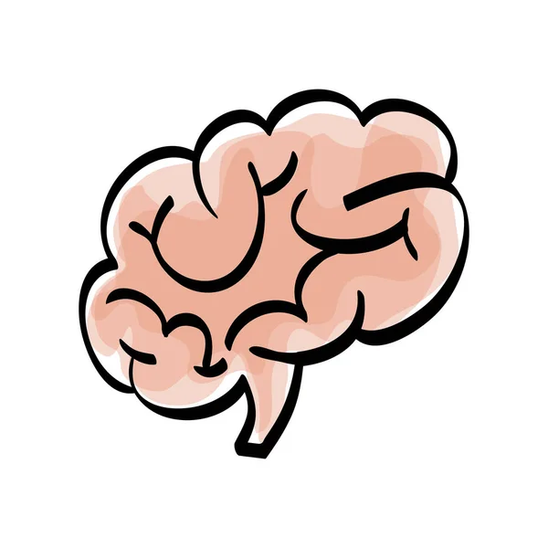 Human brain scribble — Stock Vector