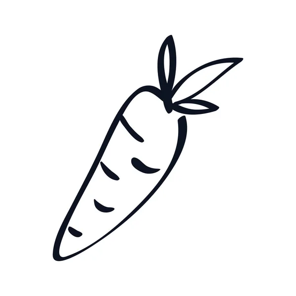 Zanahoria fresca vegetal — Archivo Imágenes Vectoriales