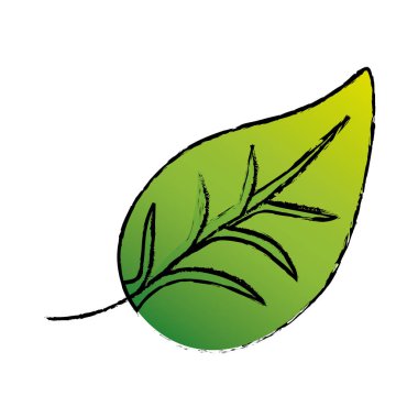 İzole doğal yaprak