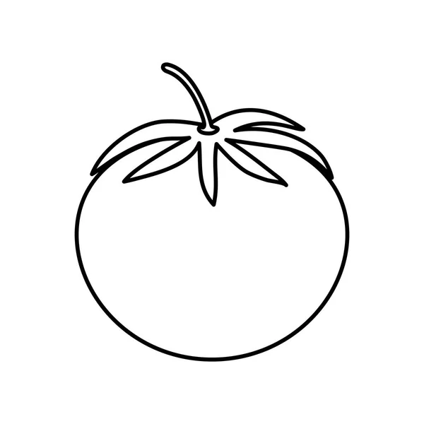 Рослинна свіжих помідор — стоковий вектор