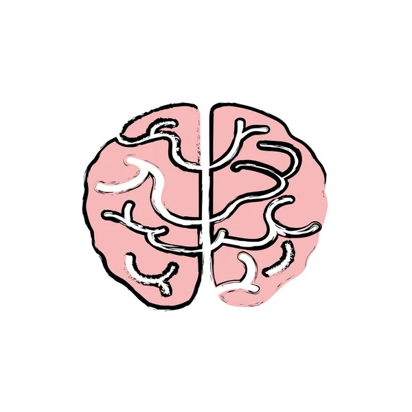 Cerebro humano aislado — Vector de stock