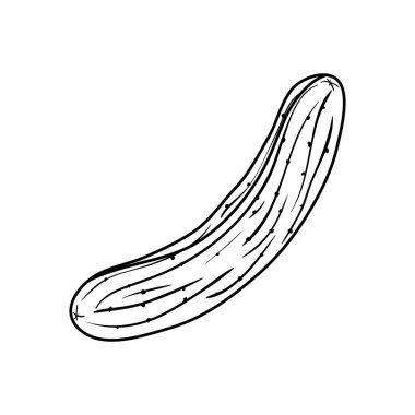 taze salatalık sebze