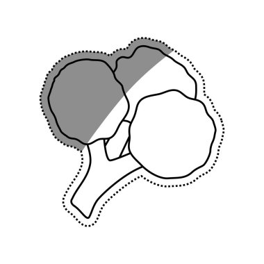 Taze brokoli sebzesi