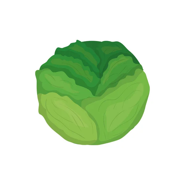 Lechuga fresca vegetal — Vector de stock