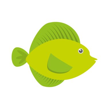 tropikal balık deniz hayat