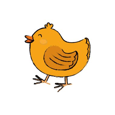 tavuk çiftlik hayvanı